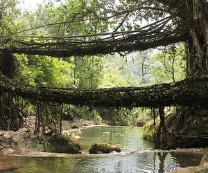 The Living Architecture of Meghalaya: Growing Bridges in the Clouds